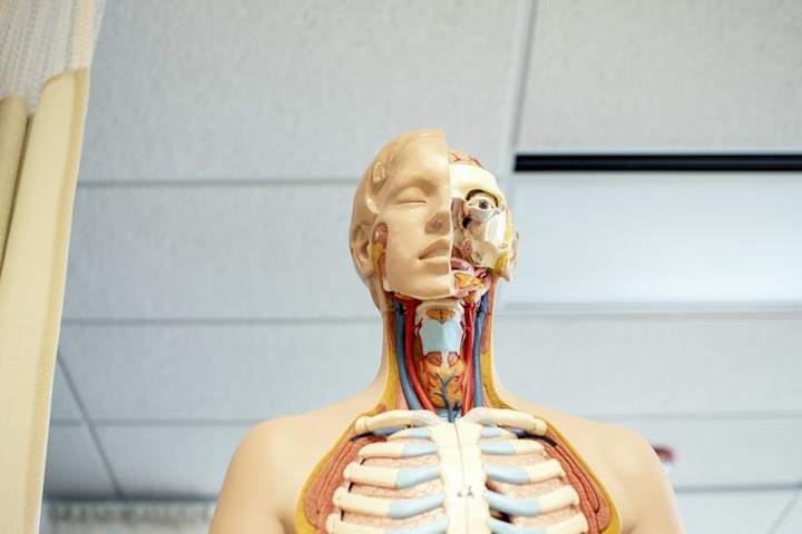 Anatomy teaching models