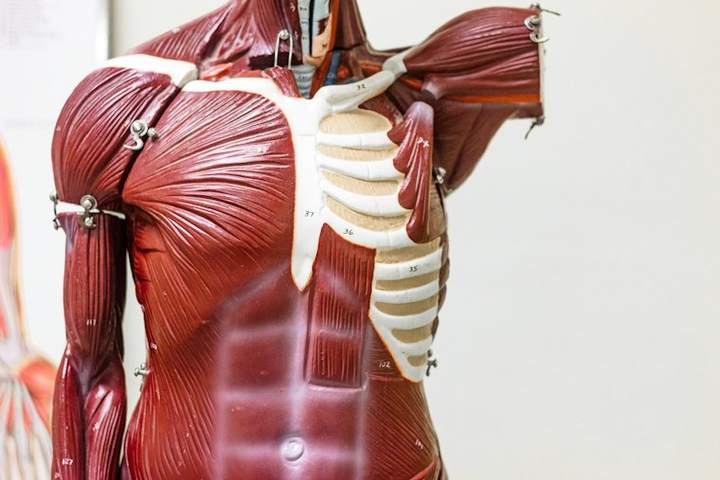 Musculature model