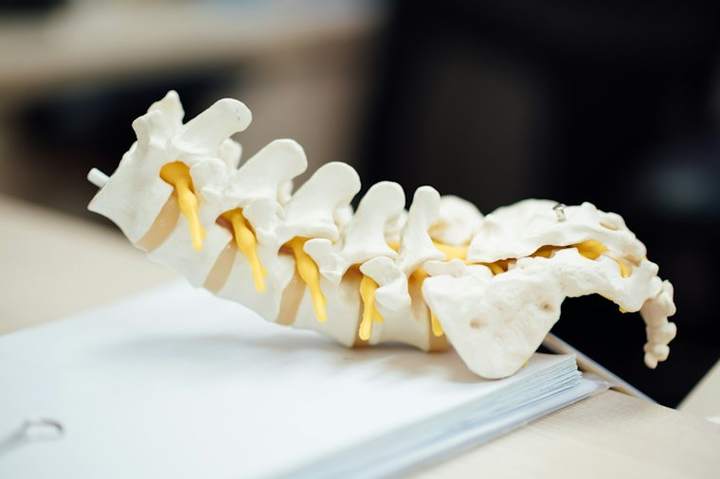 Spine model